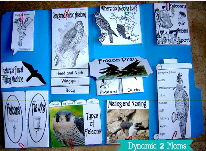 Peregrine Falcon Unit Study and Lapbook